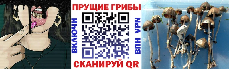Псилоцибиновые грибы GOLDEN TEACHER  Юрьевец 